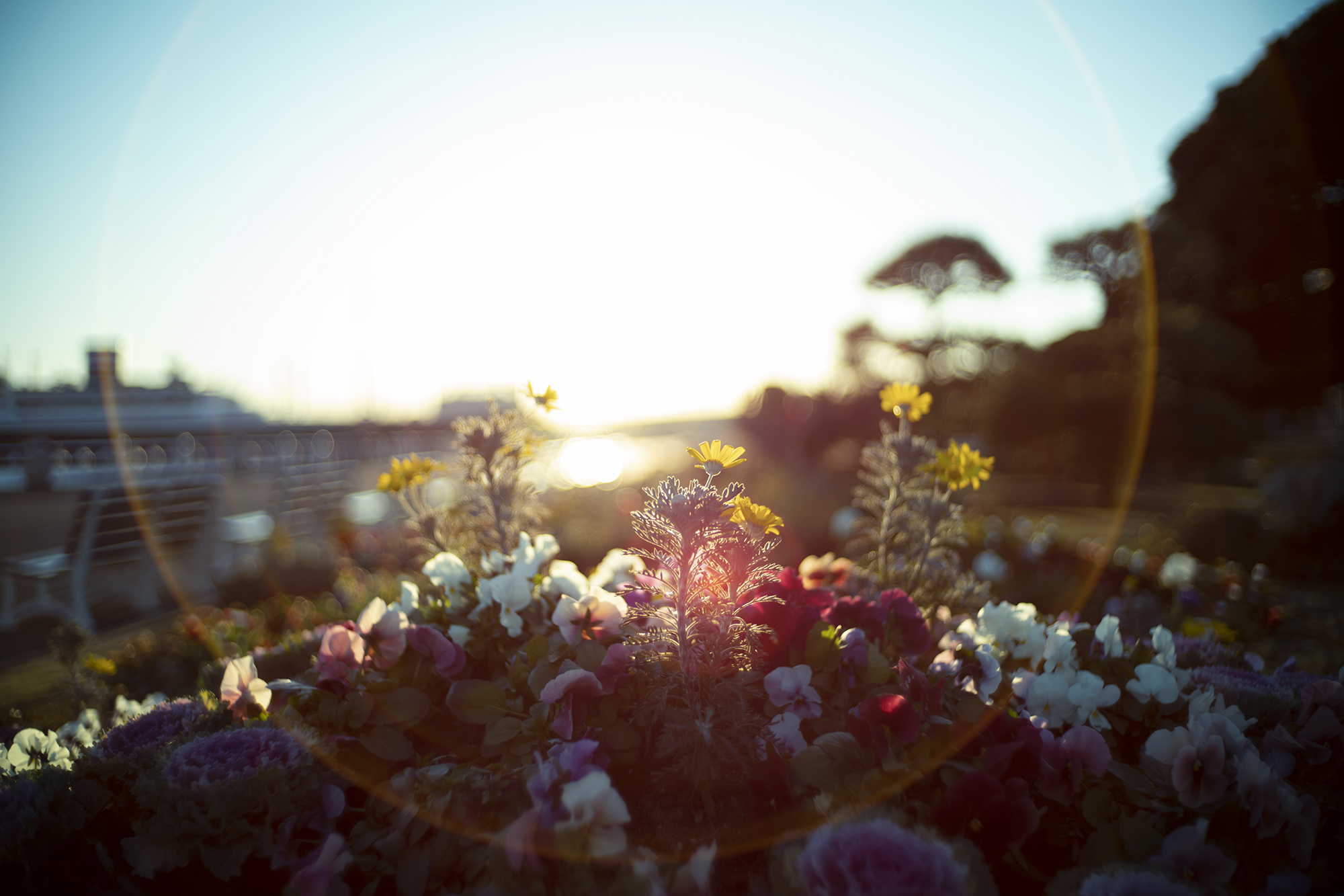 ノクトン35mm f1.4