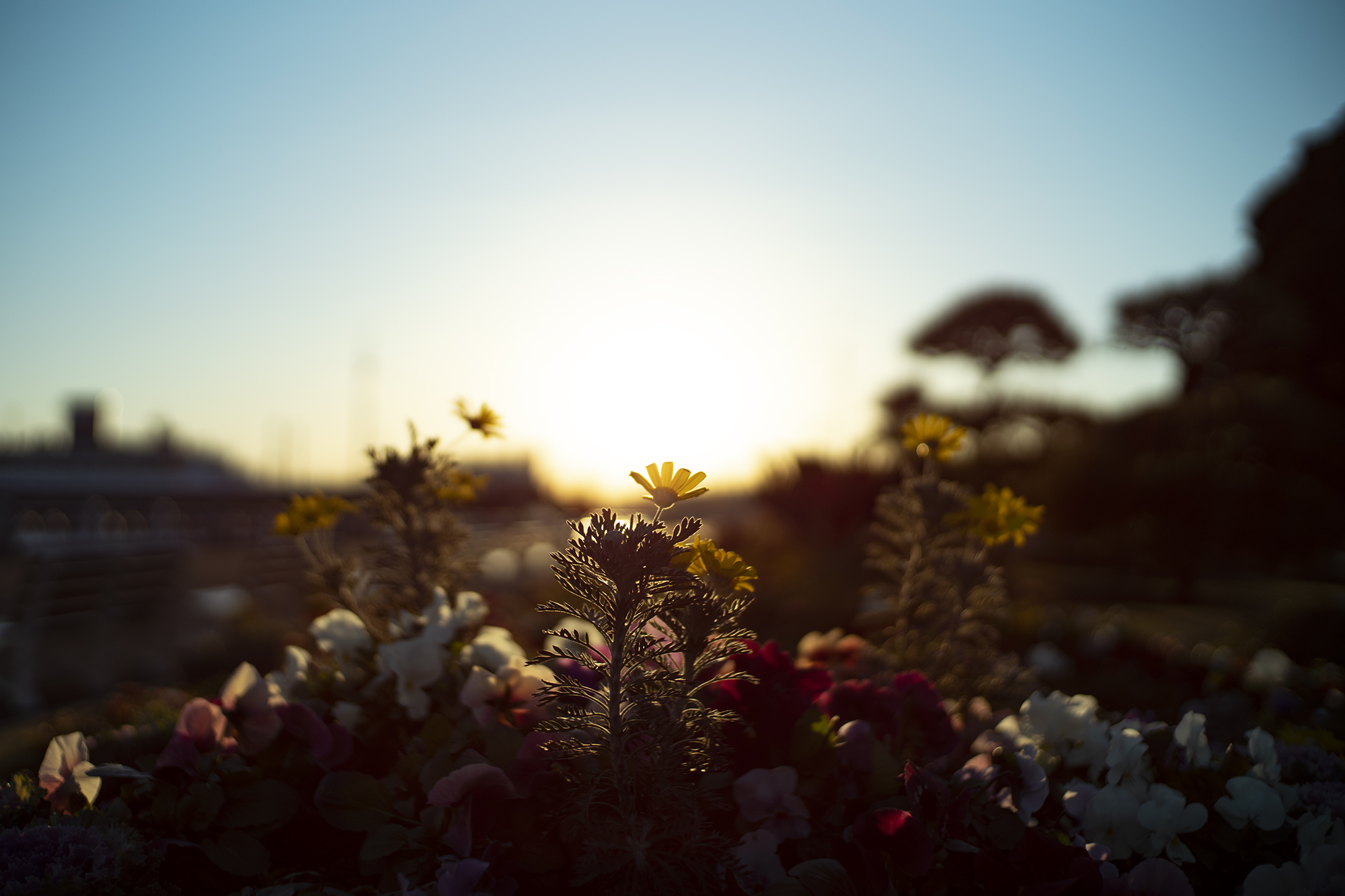 NOKTON Classic 35mm | 写真と狼