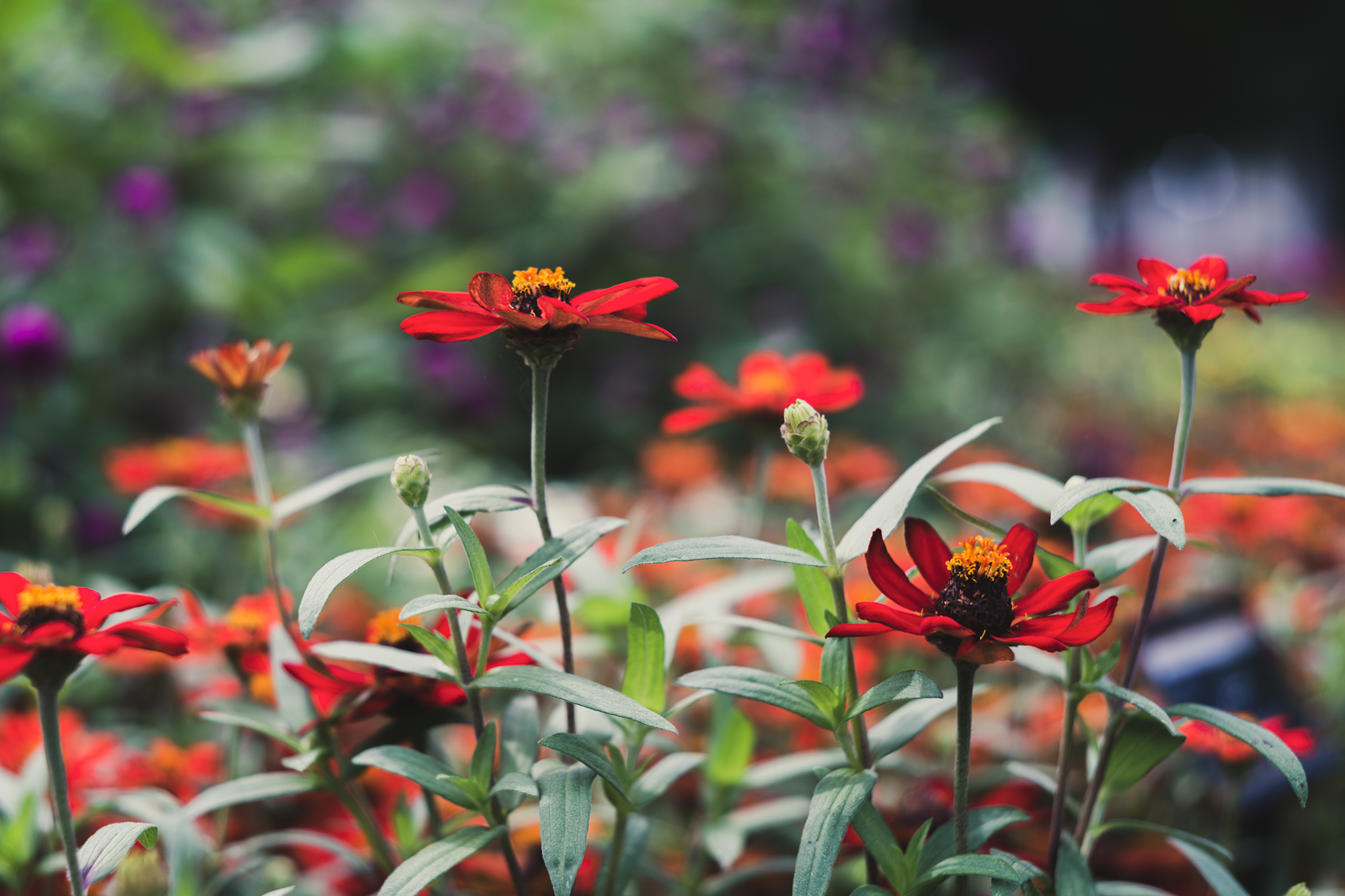 CANON 50mm F1.8 II 63歳のオールドレンズと写真 | 写真と狼