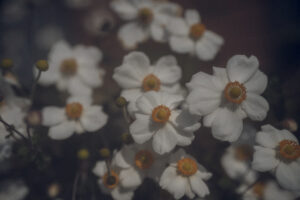 写真作例 オールドレンズとミラーレス