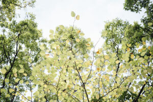 写真作例 オールドレンズとミラーレス