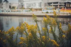 写真作例 オールドレンズとミラーレス