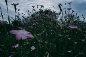 写真作例 オールドレンズとミラーレス