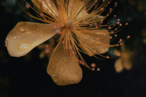 写真作例 オールドレンズとミラーレス