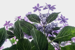 写真作例 オールドレンズとミラーレス