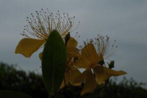 写真作例 オールドレンズとミラーレス