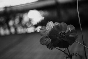 写真作例 オールドレンズとミラーレス