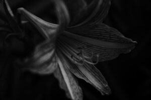 写真作例 オールドレンズとミラーレス
