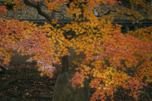 写真作例 オールドレンズとミラーレス