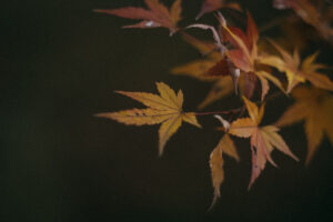 写真作例 オールドレンズとミラーレス