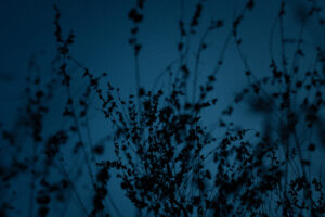 写真作例 オールドレンズとミラーレス