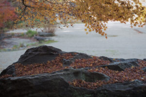 写真作例 オールドレンズとミラーレス