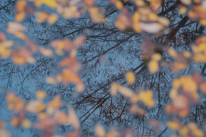 写真作例 オールドレンズとミラーレス