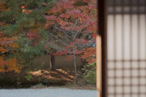 写真作例 オールドレンズとミラーレス