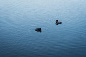 写真作例 オールドレンズとミラーレス
