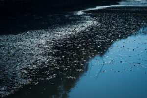 写真作例 オールドレンズとミラーレス