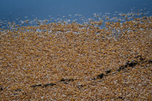 写真作例 オールドレンズとミラーレス