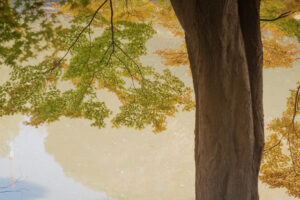 写真作例 オールドレンズとミラーレス