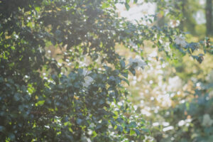 写真作例 オールドレンズとミラーレス