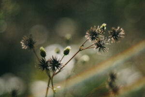 写真作例 オールドレンズとミラーレス