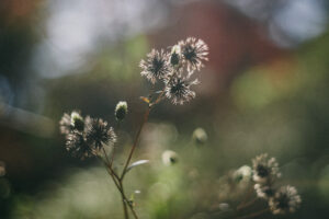 写真作例 オールドレンズとミラーレス