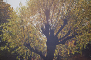 写真作例 オールドレンズとミラーレス