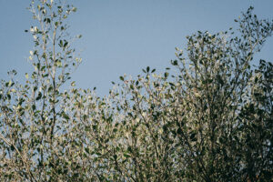 写真作例 オールドレンズとミラーレス