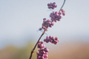 写真作例 オールドレンズとミラーレス