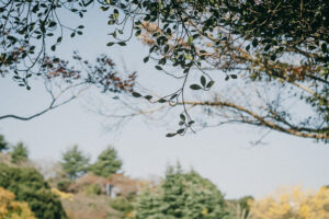 写真作例 オールドレンズとミラーレス