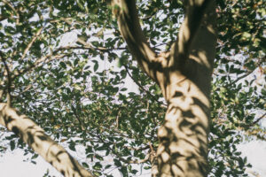 写真作例 オールドレンズとミラーレス