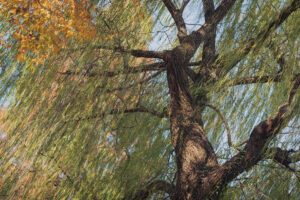 写真作例 オールドレンズとミラーレス