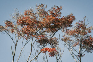 写真作例 オールドレンズとミラーレス