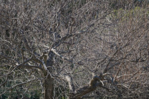 写真作例 オールドレンズとミラーレス