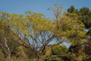 写真作例 オールドレンズとミラーレス