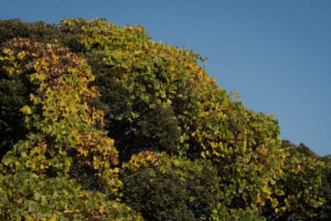 写真作例 オールドレンズとミラーレス