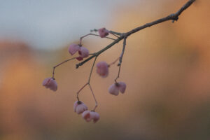 写真作例 オールドレンズとミラーレス