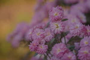 写真作例 オールドレンズとミラーレス