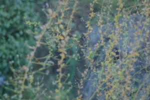 写真作例 オールドレンズとミラーレス