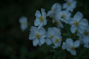 写真作例 オールドレンズとミラーレス