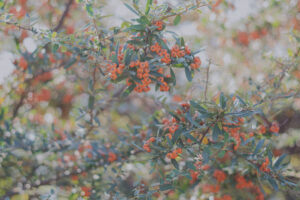 写真作例 オールドレンズとミラーレス