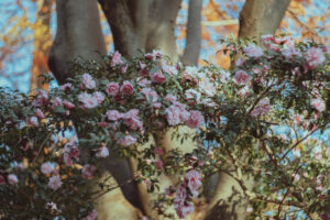 写真作例 オールドレンズとミラーレス