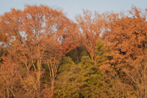 写真作例 オールドレンズとミラーレス
