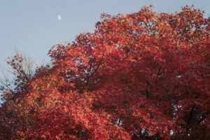 写真作例 オールドレンズとミラーレス