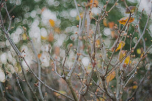 写真作例 オールドレンズとミラーレス