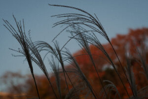 写真作例 オールドレンズとミラーレス