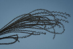 写真作例 オールドレンズとミラーレス