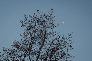 写真作例 オールドレンズとミラーレス