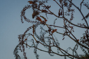 写真作例 オールドレンズとミラーレス