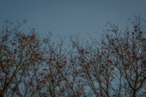 写真作例 オールドレンズとミラーレス