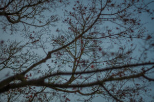 写真作例 オールドレンズとミラーレス